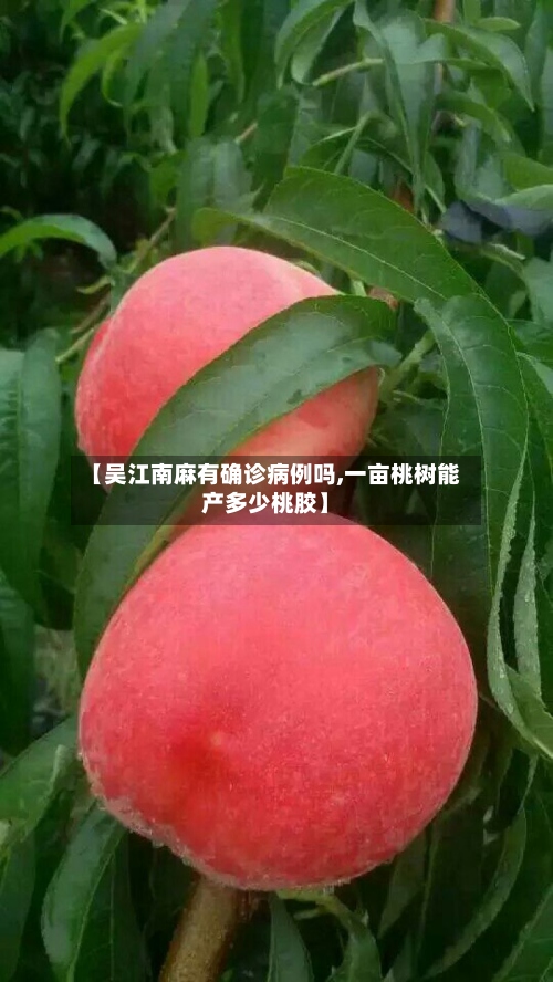 【吴江南麻有确诊病例吗,一亩桃树能产多少桃胶】-第3张图片