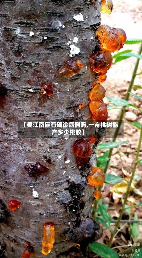 【吴江南麻有确诊病例吗,一亩桃树能产多少桃胶】-第2张图片