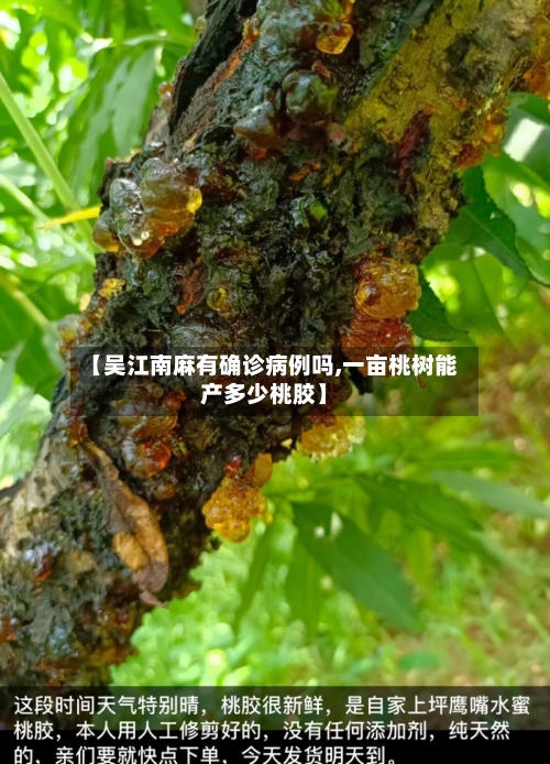 【吴江南麻有确诊病例吗,一亩桃树能产多少桃胶】