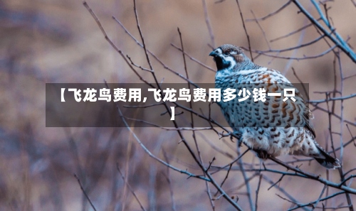 【飞龙鸟费用,飞龙鸟费用多少钱一只】