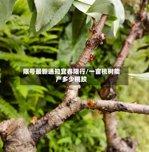 限号最新通知宜春限行/一亩桃树能产多少桃胶-第2张图片