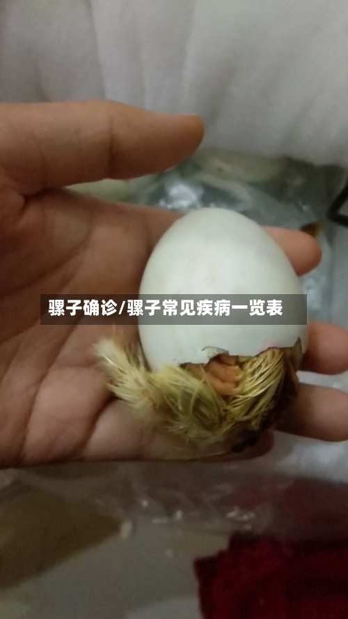 骡子确诊/骡子常见疾病一览表-第2张图片