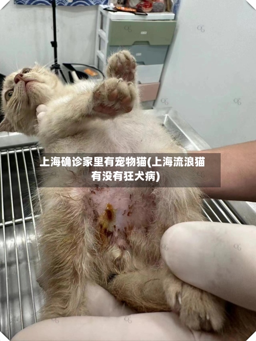上海确诊家里有宠物猫(上海流浪猫有没有狂犬病)