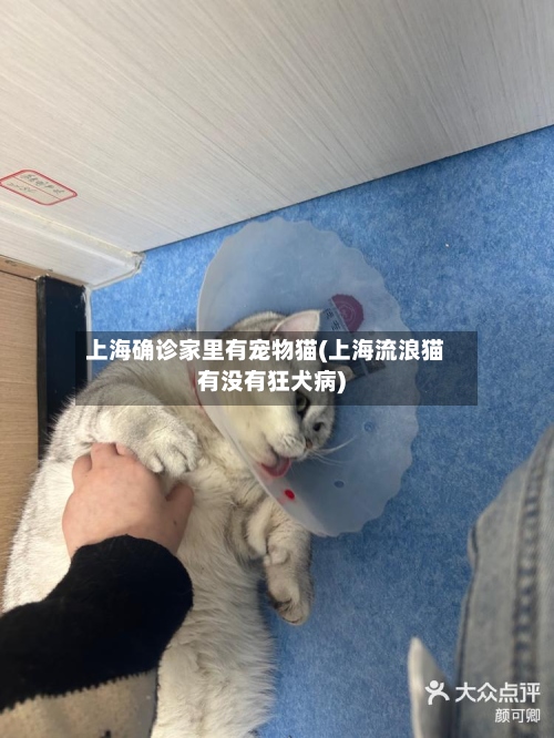上海确诊家里有宠物猫(上海流浪猫有没有狂犬病)-第2张图片