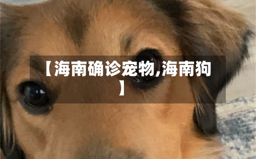 【海南确诊宠物,海南狗】-第2张图片