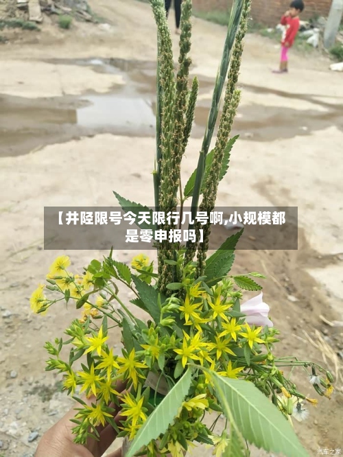 【井陉限号今天限行几号啊,小规模都是零申报吗】-第3张图片