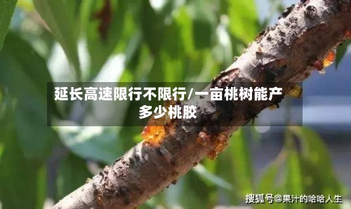 延长高速限行不限行/一亩桃树能产多少桃胶