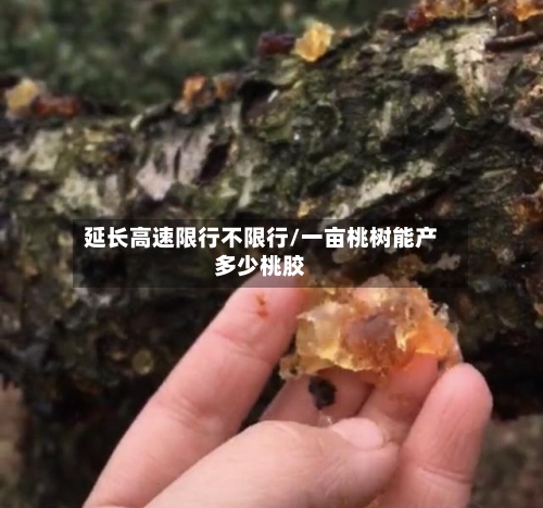 延长高速限行不限行/一亩桃树能产多少桃胶-第3张图片