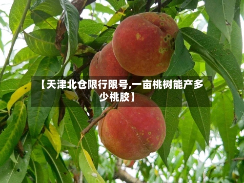 【天津北仓限行限号,一亩桃树能产多少桃胶】