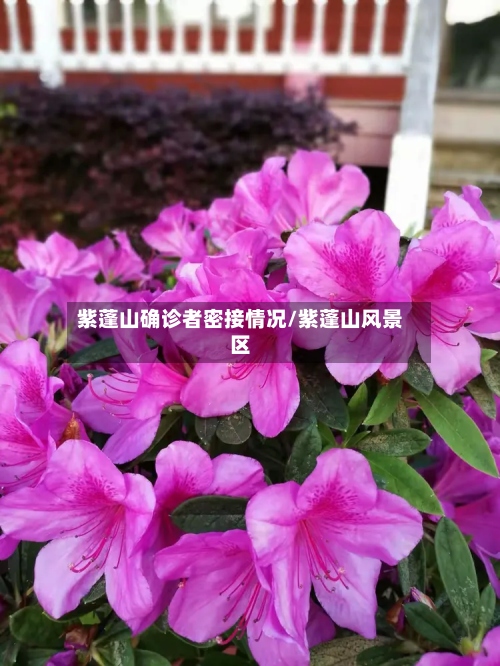 紫蓬山确诊者密接情况/紫蓬山风景区