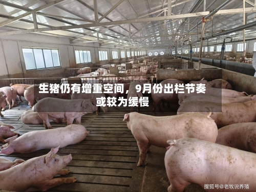 生猪仍有增重空间，9月份出栏节奏或较为缓慢-第2张图片