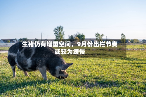 生猪仍有增重空间	，9月份出栏节奏或较为缓慢-第1张图片