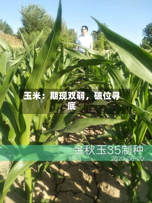 玉米：期现双弱	，破位寻底-第1张图片