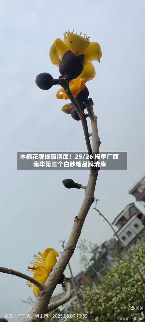 木棉花牌提前清库！25/26 榨季广西南华第三个白砂糖品牌清库-第2张图片